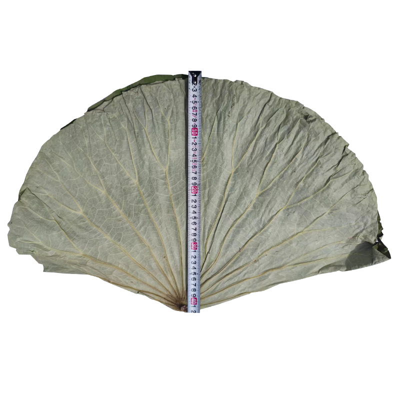 Large Dried Lotus Leaf Taibai Lake Natural Whole Dried Lotus Leaf for Lotus Leaf Chicken Glutinous Rice Chicken Whole Dried Lotus Leaf