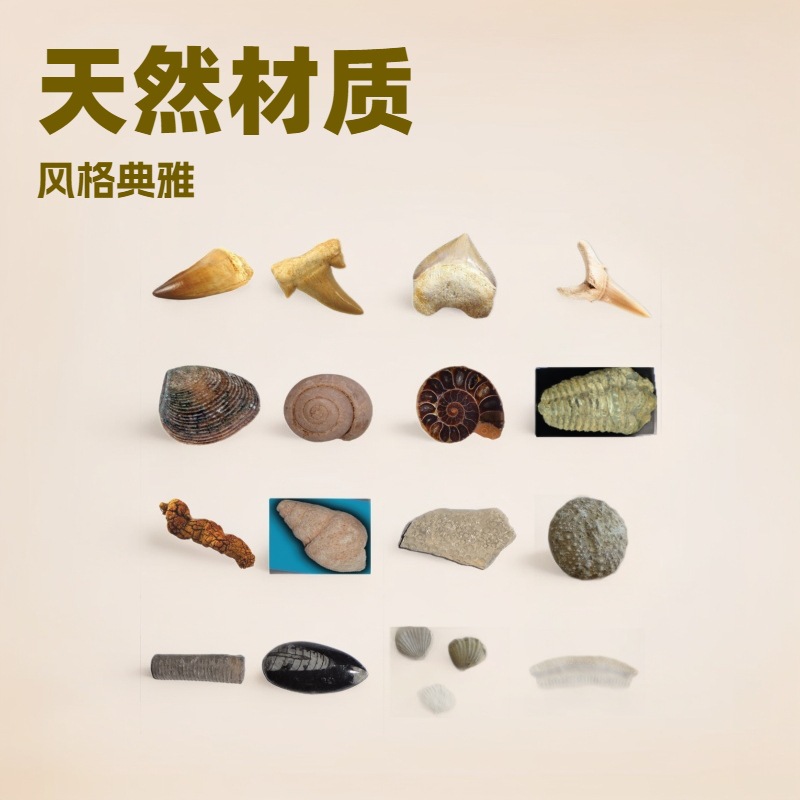 Образцы ископаемых, древние биологические ископаемые, зубы, брахиоподы, аммониты, прямоугольные камни, растительные ископаемые, сырьевые каменные учебные образцы