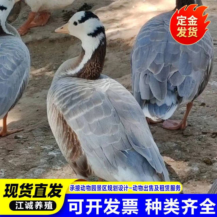 Garden Scenic Spot Ornamental Gray-Headed Goose Live Adult Gray-Headed Goose How Much a Piece for Sale Waterfowl Ornamental Duck