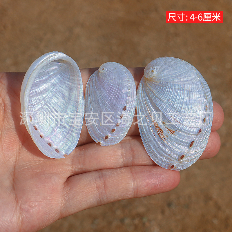 Natural Conch Abalone Shell Polished New Zealand Large Shell Donkey Ear Abalone Photo Props Fish Tank Landscape Decoration Wholesale