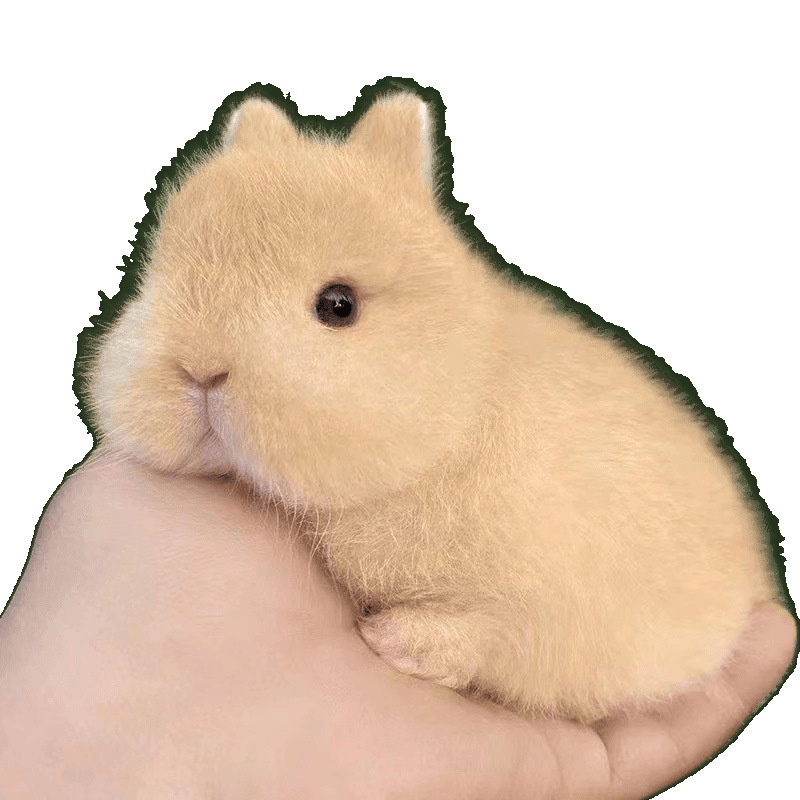 Little Rabbit, Live Dwarf Rabbit, Never Grows Up, Mini Small Princess, Dutch Lop-Eared Rabbit, Teacup Rabbit, Pet Rabbit
