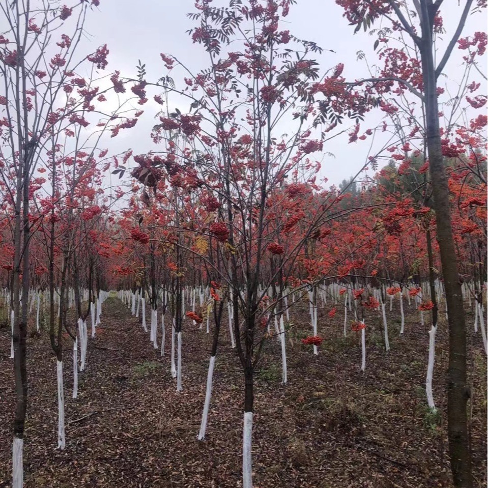 Rowan European Rowan Rowan Tree Rowan Sapling Red Fruit Rowan Cold-Resistant Deciduous Tree