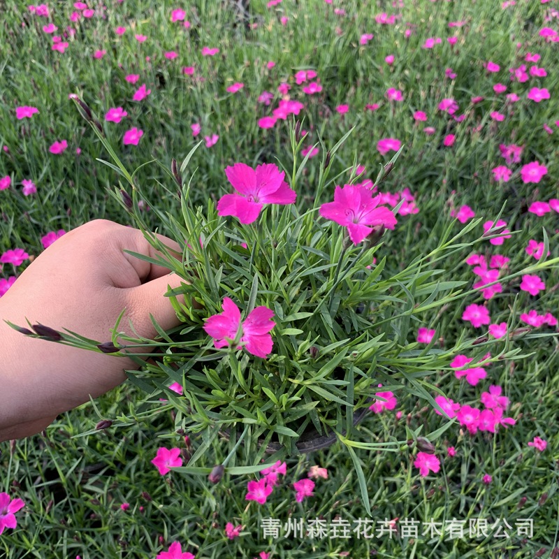 European Stonecottage Potted Plants Bloom in All Seasons, Lawn Cold-Resistant Flower Seedlings, Indoor and Outdoor Garden Flower Beds, Courtyard Perennial Greening Florals