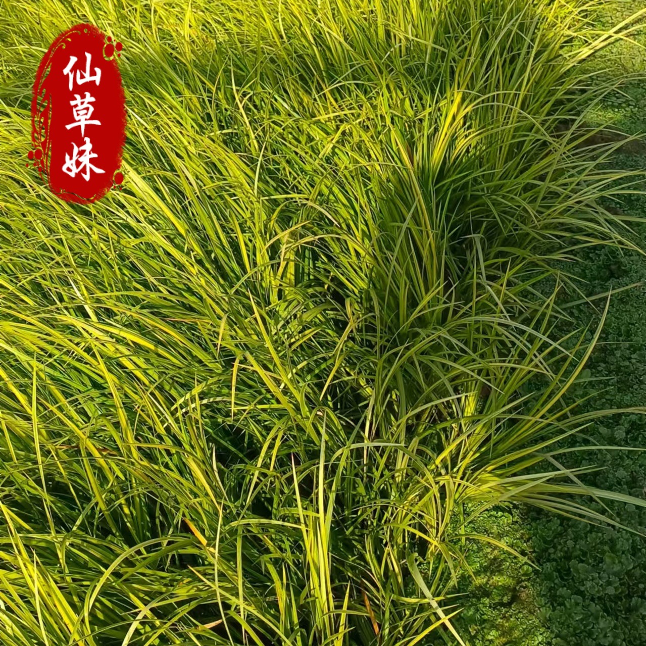 Golden Leaf Calamus Potted Seedlings Green Plant Potted Yellow Calamus Seedlings Plant Wholesale Landscape Ground Cover Flower Mirror Wetland Water Culture