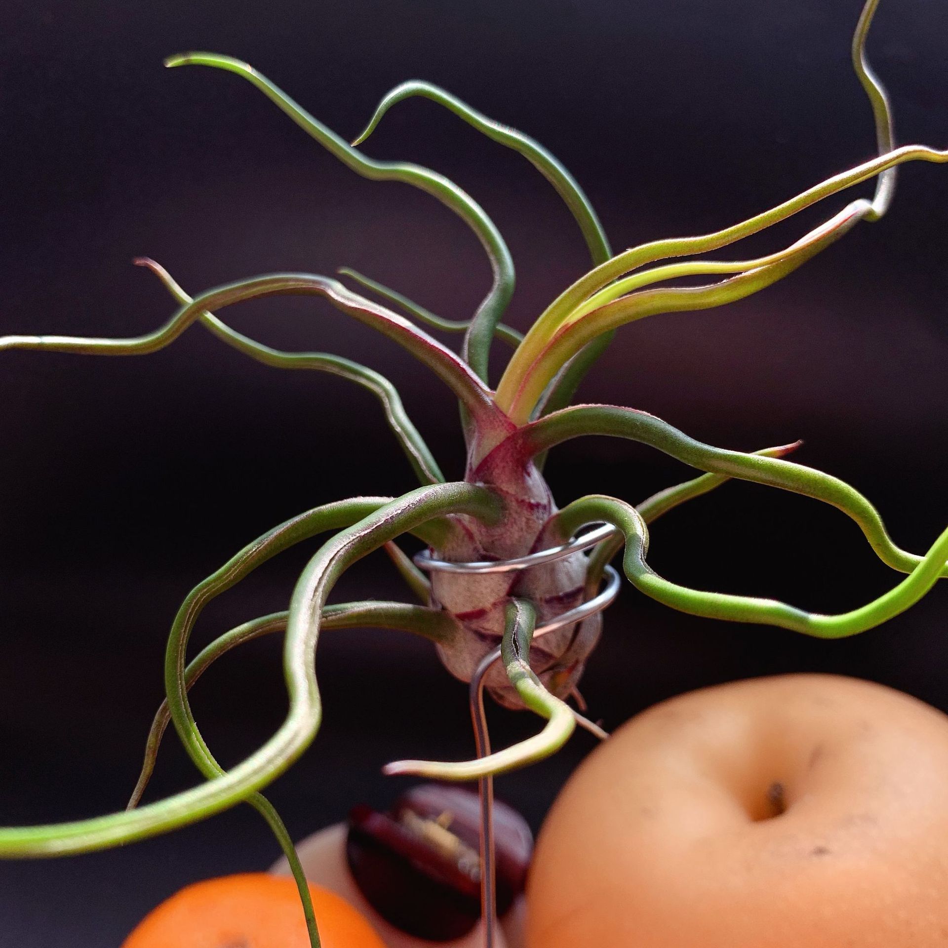 Little Butterfly Octopus Manufacturer Direct Supply Base Delivery Air Pineapple Soilless Plant