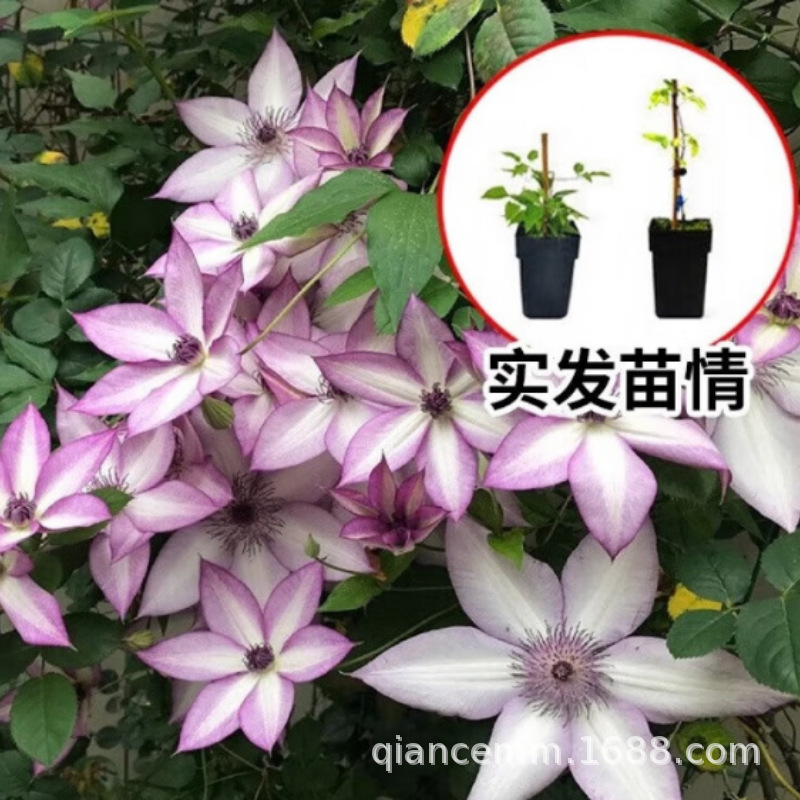 Clematis Seedlings Bloom in the Current Year, Climbing Vines, Josephine Utopia Courtyard Balcony, Vine Queen Courtyard