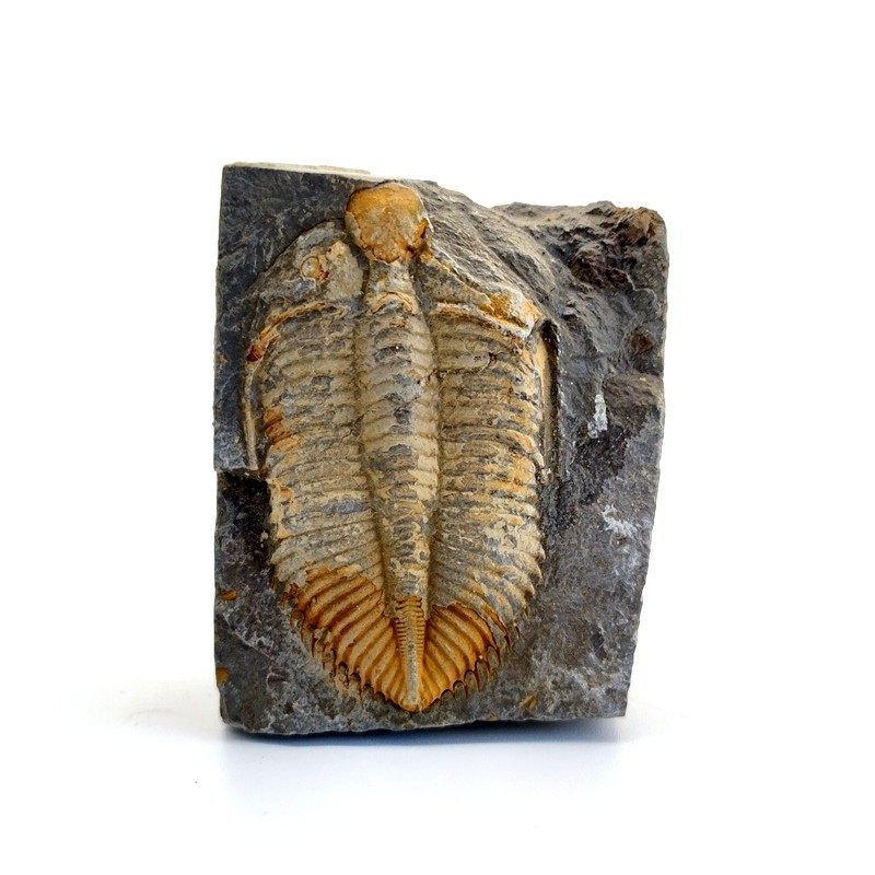 Hunan Xiangxi trilobite fossil original stone ancient marine life fossil crown worm teaching specimen collection Popular Science