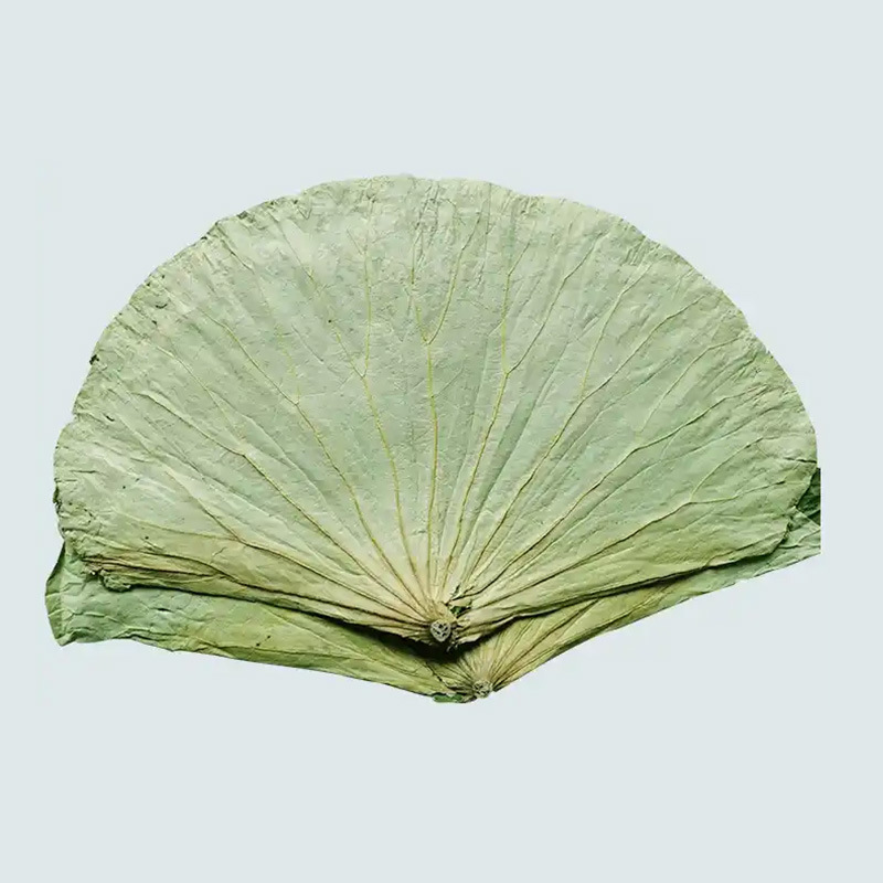 Wholesale Dried Lotus Leaves, New Products on the Market, Original from Shandong, Sold for Glutinous Rice Chicken, Clay-Pot Chicken, and Lotus Leaf Dishes