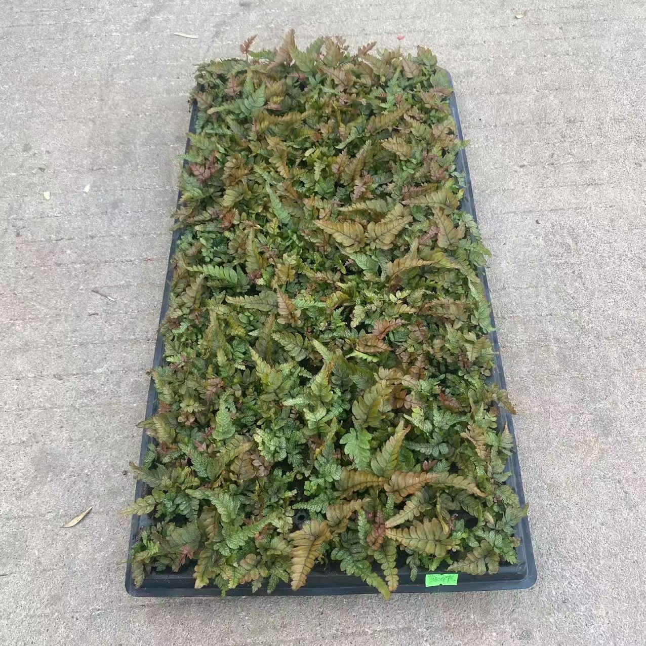 Three-Color Phoenix Fern Micro-Landscape Small Potted Green Wall Seedlings with Dense Leaves, Colorful Trendy Fern Plant, New and Unique Variety