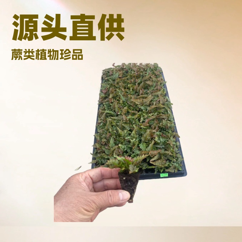 Трехцветный папоротник, микландшафт, оптовая продажа саженцев.