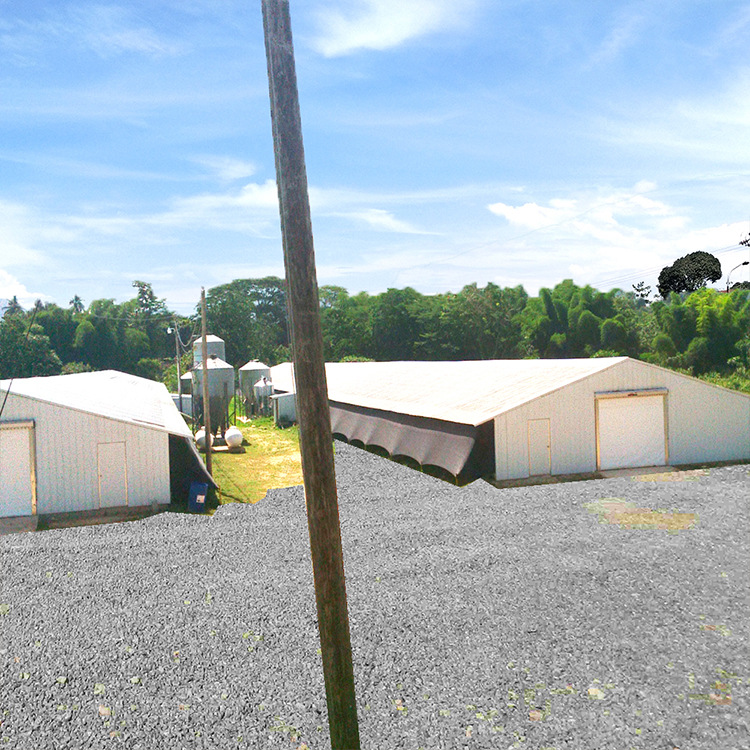 Steel Structure Warehouse, Fence, Farm, Poultry, Livestock, Egg Chicken, Simple Building Chicken House Export