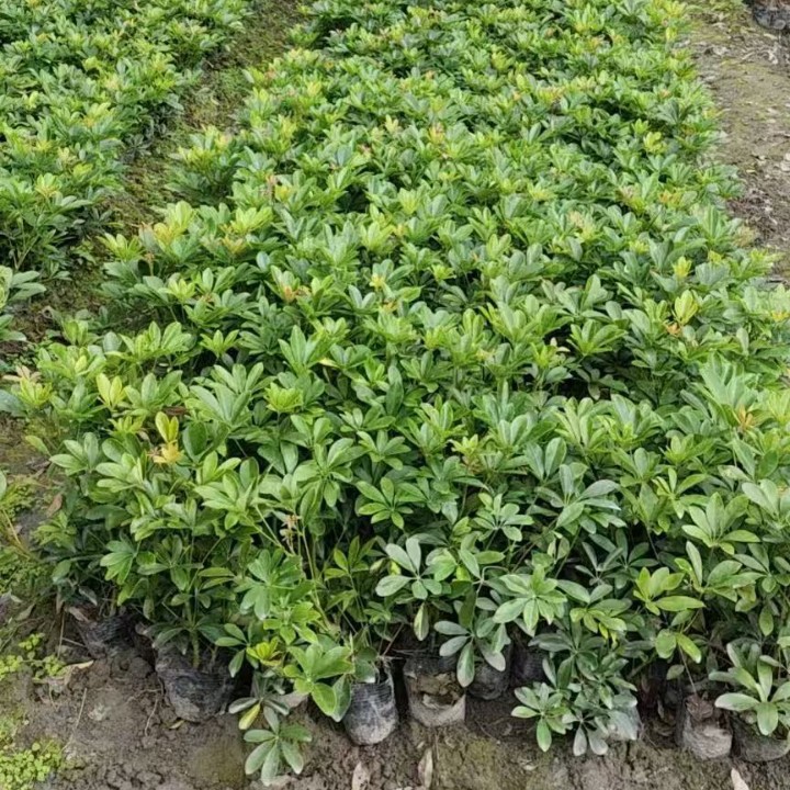 Дерево утиного лапки, дерево гусиного лапки, саженцы в горшках, цветочно-лиственное дерево утиного лапки, комнатные растения, офисные растения, цветочный бонсай