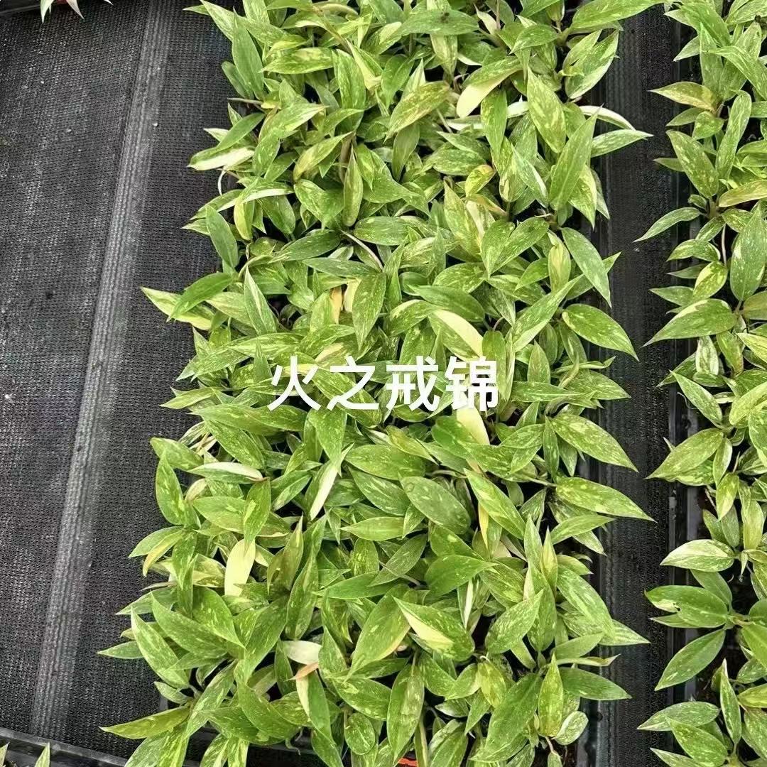 New and Unique Trendy Internet-Famous Golden Fire Ring Pothos Office Home Green Plant Small Potted Micro Landscape Pothos