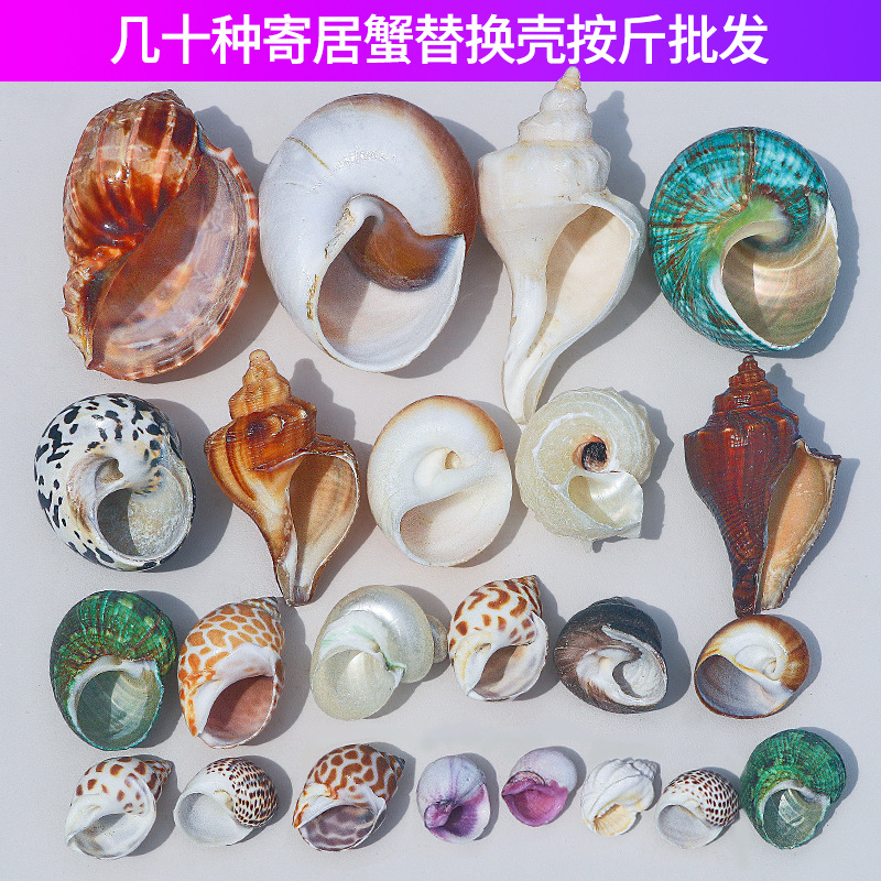 Натуральные ракушки для крабов-отшельников, оптовая продажа