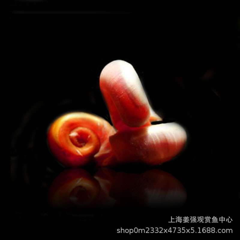 Уборочный инструмент для аквариума с яблочной улиткой, удаление водорослей, декоративная улитка, пресноводная улитка для домашних животных, оптовая продажа живых улиток