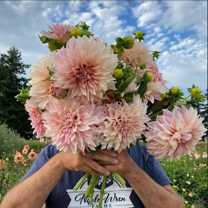 Луковицы георгинов с двойными цветами, многолетние декоративные цветы для всех сезонов, горшечные семена, луковицы сладкого картофеля георгинов