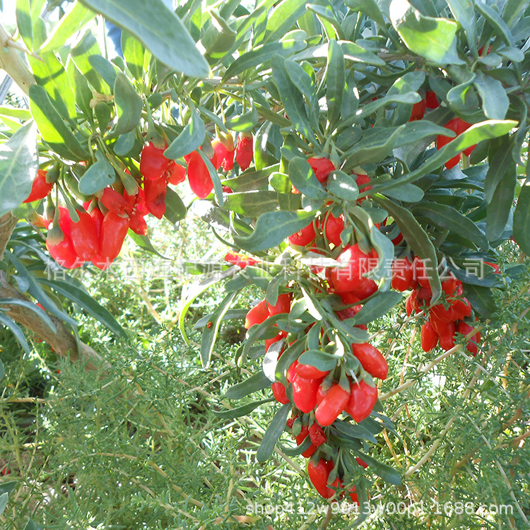New medlar, red medlar, good dryness and sweetness, good selection of clean agricultural products, no flow, large batches of non-Ningxia