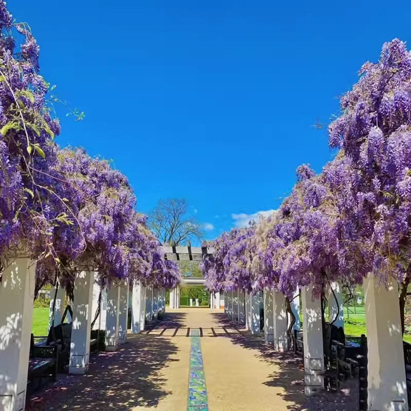 Wisteria Saplings, Climbing Plants, Blooming in All Seasons, Courtyard Potted Plants, Cold-Resistant Vines, Balcony Wisteria