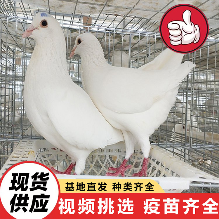 White-Feathered King Pigeon Live Sale, Domestic Pet Ornamental Pigeon, Meat Pigeon, Holiday Celebration Peace Dove Release Project