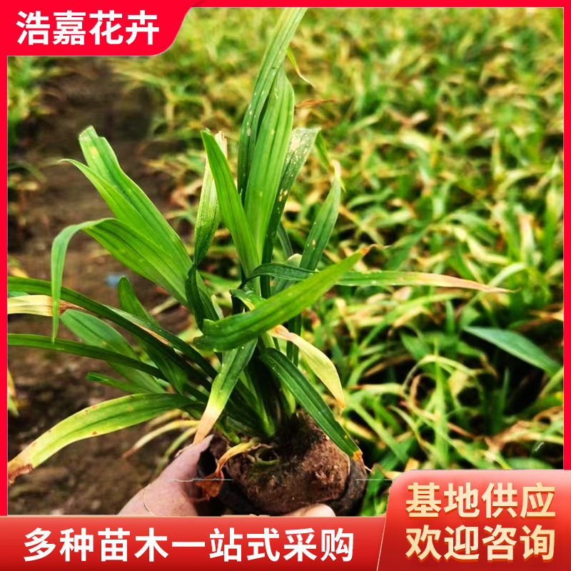 Orchid Panax Notoginseng Seedlings, Lucky Grass Perennial Plant Seedlings, Cold-Resistant Four-Season Evergreen Ornamental Seedlings, Orchid Panax Notoginseng Seedlings