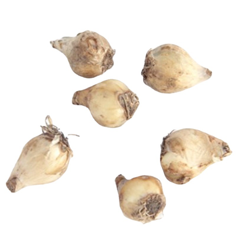 Grape Hyacinth Seed Bulbs Soil Culture Hydroponic Flower Seeds Autumn and Winter Planting Flowering Cold-Resistant Grape Hyacinth