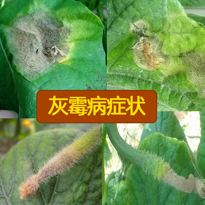 Hulian Grayfly 40% Pyrimethanamine Suspension, Cucumber Gray Mold Fungicide Pesticide, Dense Ammonium Salt