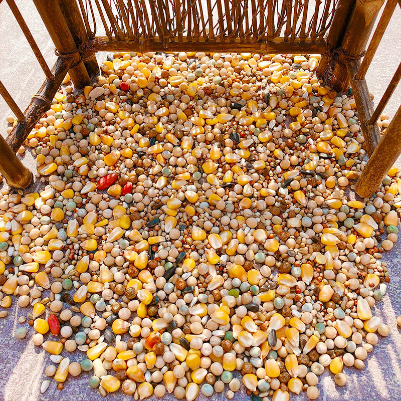 25kg Pigeon Food with Corn Nutrition Pigeon Food Young Pigeon Feed Bird Food Pigeon Food Ornamental Pigeon Meat Pigeon Food Racing Pigeon Food