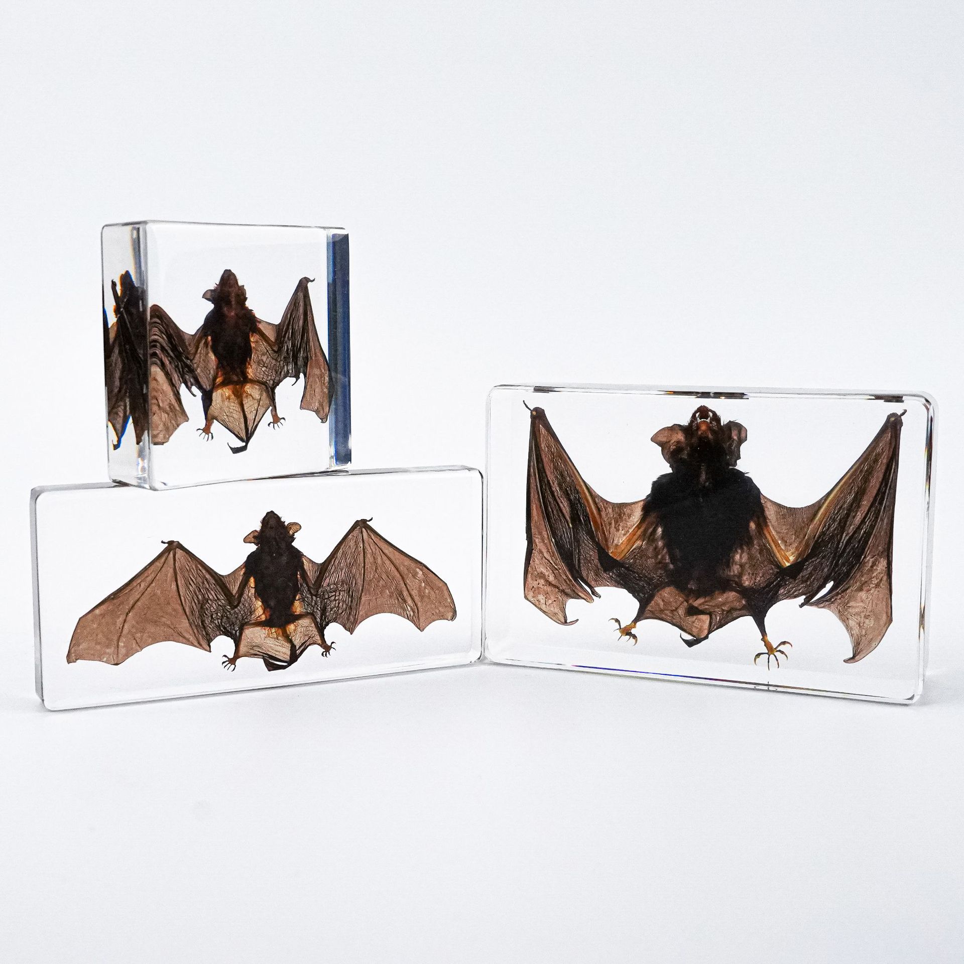 Hot-Selling Cross-Border Foreign Trade Real Bat Specimen Bookend Gift Ornament Novelty Resin Crafts Teaching Collectibles