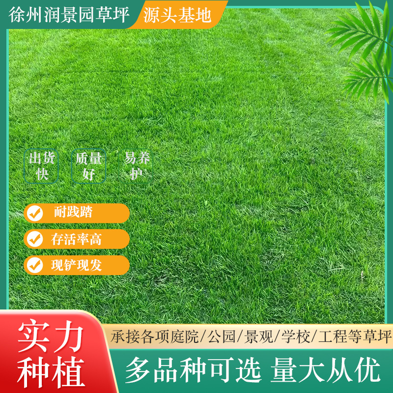 Base Wholesale Manila Turf, Four-Season Green Lawn, Soil Taiwan Grass, Engineering Greening Belt Mud Real Lawn