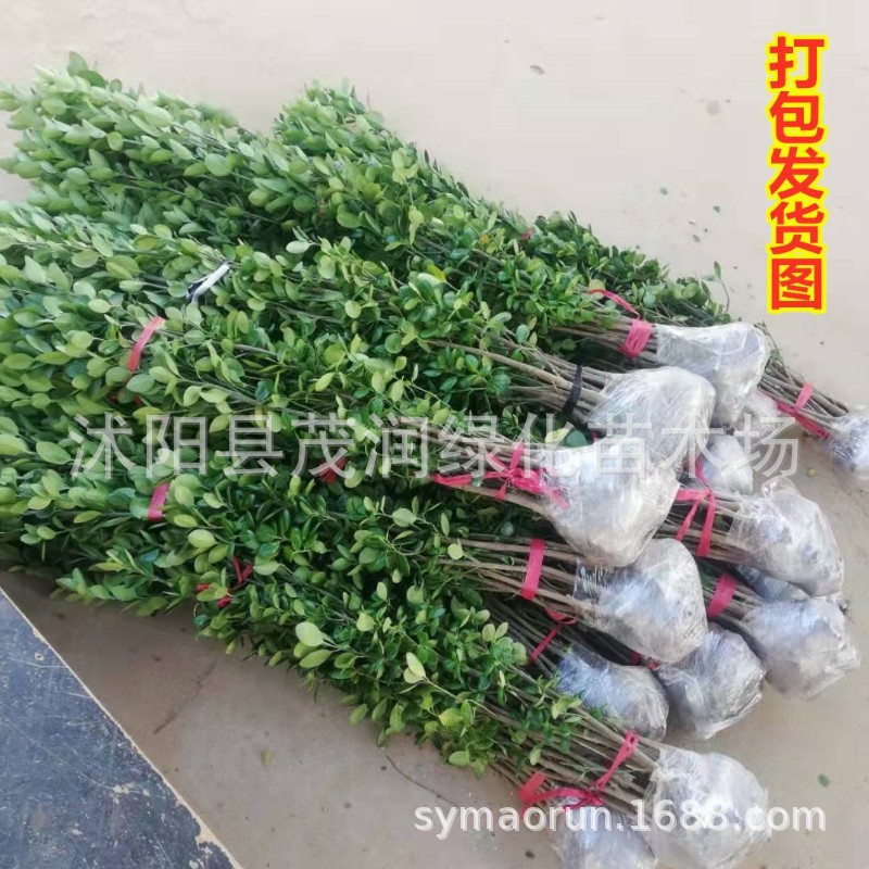 Wholesale Hokkaido Boxwood Seedlings Garden Plants Cold-Resistant Evergreen Greening Seedlings Flower Fence Seedlings Holly Saplings