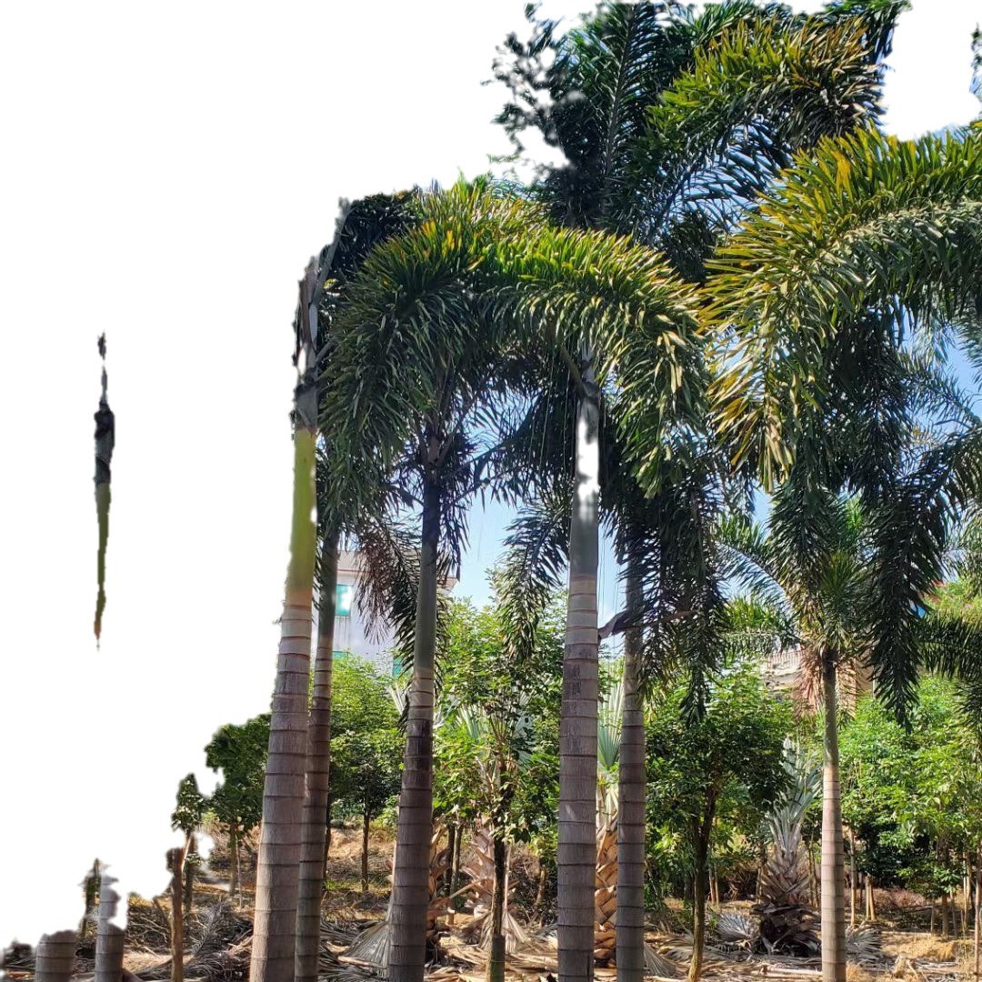 Fujian Fox Coconut Price Guangdong Fox Coconut Supply Zhejiang Fox Coconut Offer Fox Coconut Wholesale