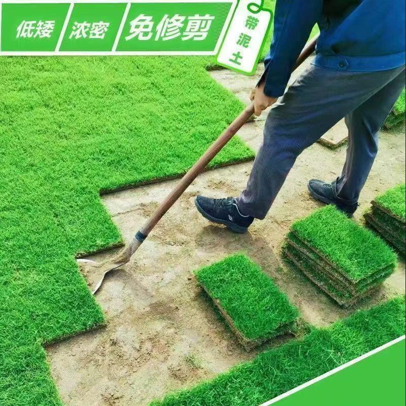 Real Turf Lawn with Soil, Evergreen Lawn, Villa Garden Courtyard, Greened Manila Lawn with Soil, Large Quantity