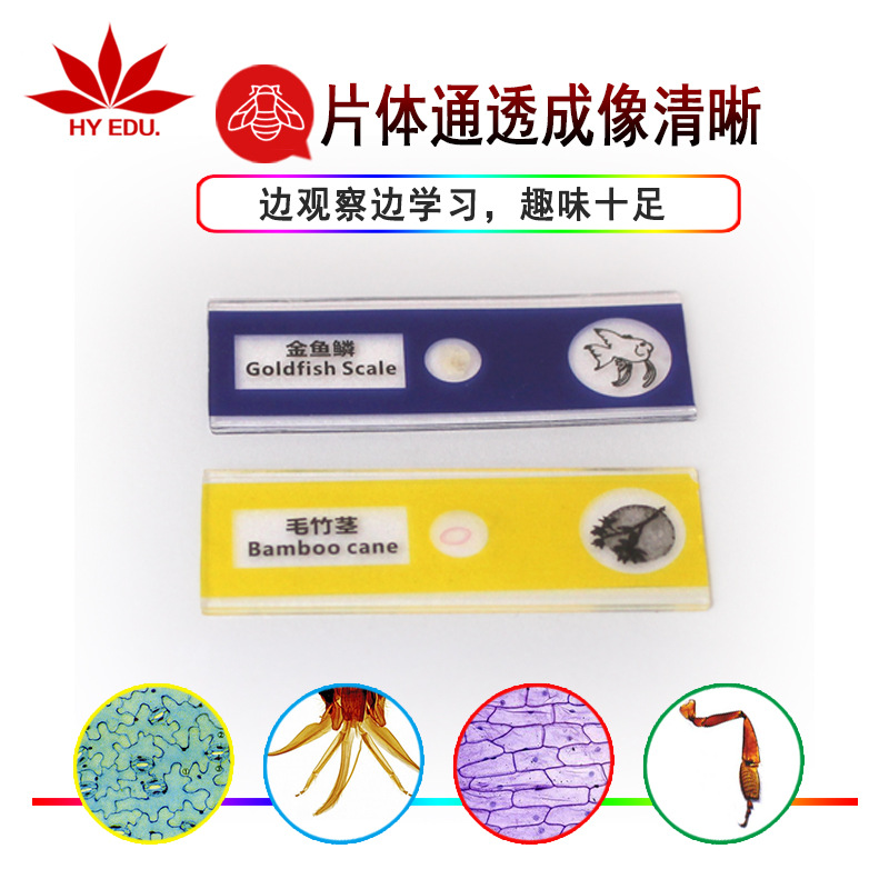 Red Apple Teaching Instrument Biological Slice Red, Yellow, Blue and Green Four-Box Set Plastic Colorful Comprehensive 48-Piece Set