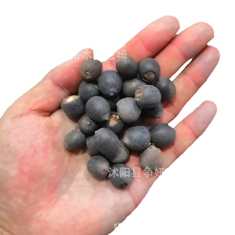 Vegetable Lotus Seeds, Lotus Seeds, Lotus Seeds, Open Hydroponic Seeds, Flower Potted Balcony Non-Bowl Lotus Seeds