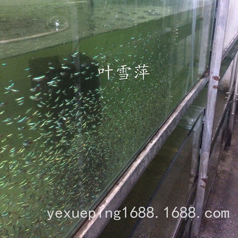 Traffic light fish living lights small fish swimming aquarium grass tank freshwater tropical ornamental fish fishing farm wholesale direct sales