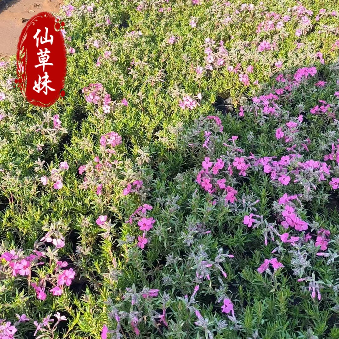 Base Phlox Zhi Sakura Seedlings with Flower Potted Mixed Color Clump Zhi Sakura Seedlings Flower Seedlings Garden Flower Wholesale