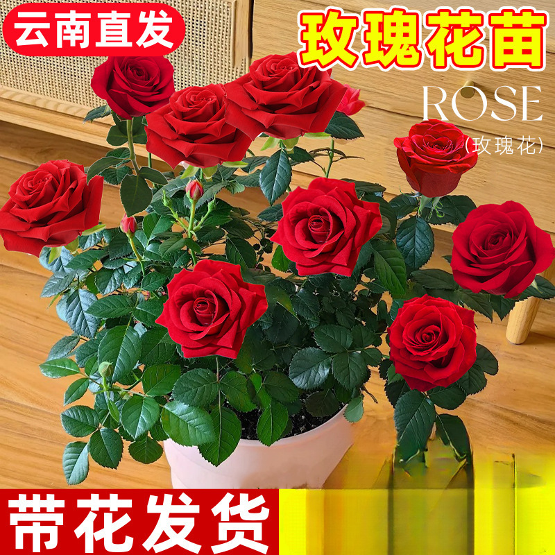 Саженцы роз, цветы экстра большого размера с бутонами, цветы и зеленые растения, горшечные розы, цветущие в любое время года на балконе