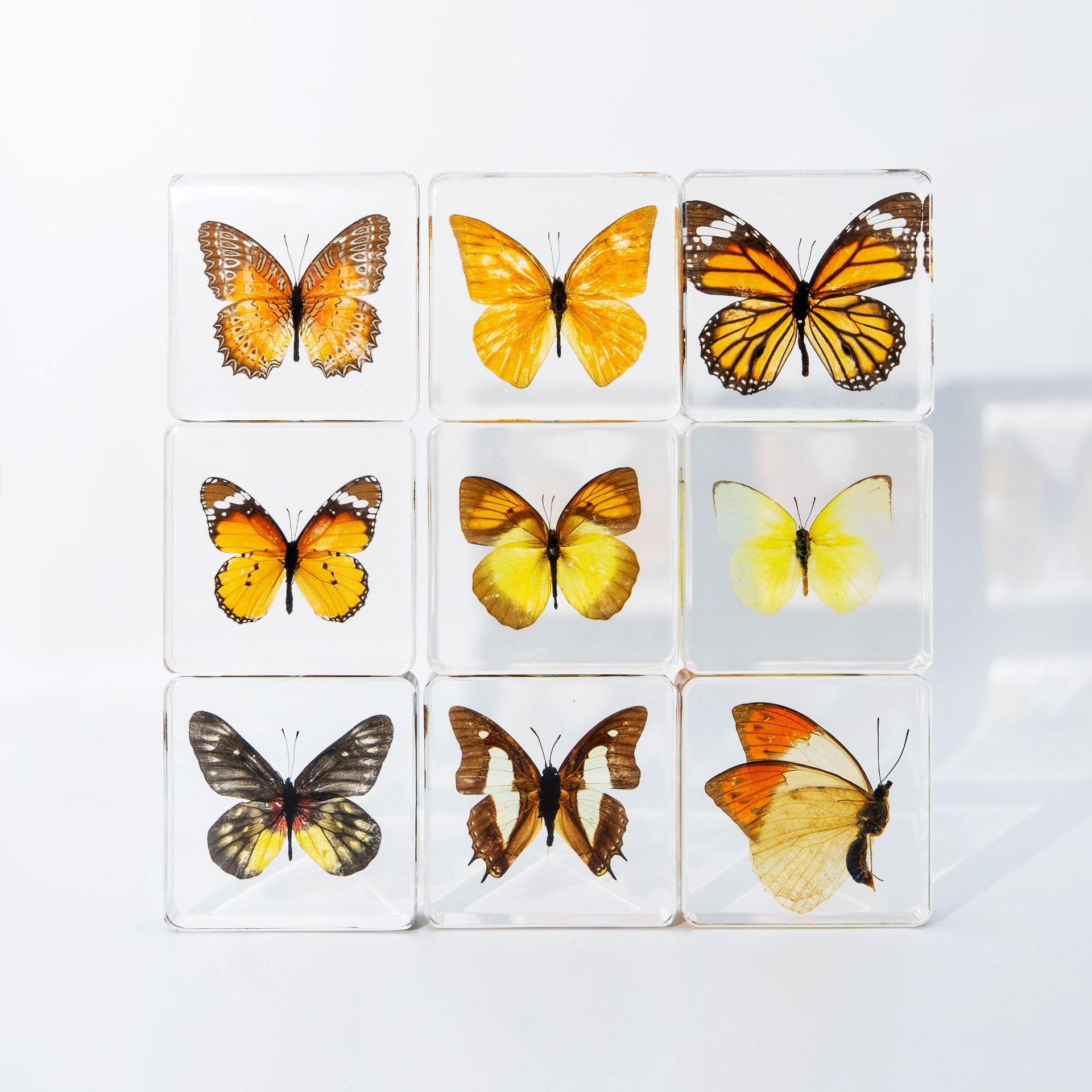 Market Stall Scenic Spot Hot Selling Insect Amber Specimen Butterfly Specimen Crafts Travel Souvenir Creative Ornaments