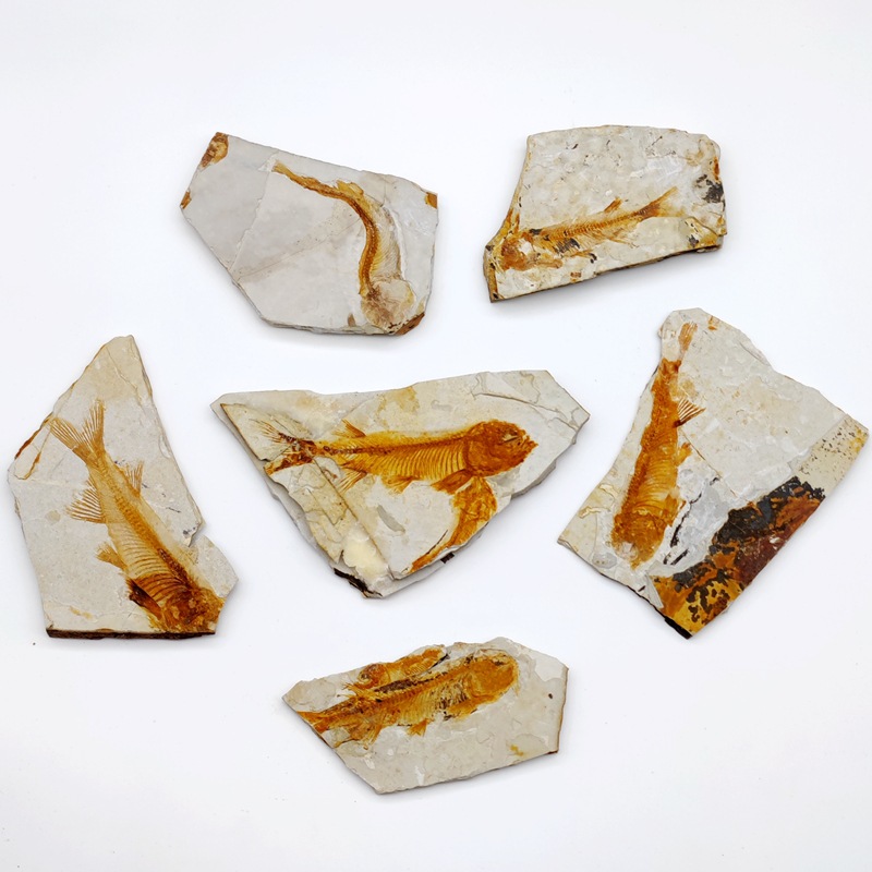 Древняя окаменелость рыбы Вольфа окаменелость трилобита окаменелость растения окаменелость насекомого образец для обучения