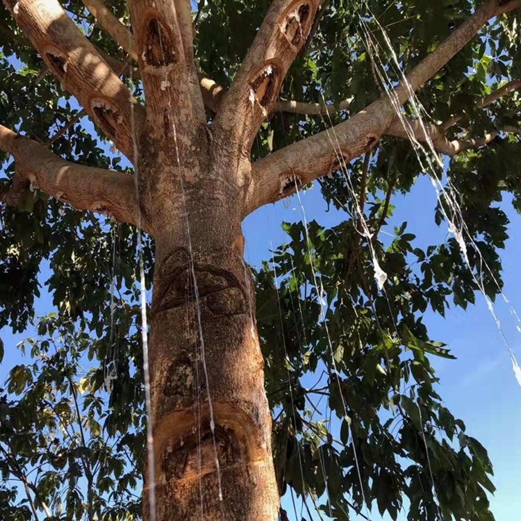 Directly Sourced from the Origin, Plant Bird's Nest Brushed Snow Swallow Can Be Paired with Peach Gum Snow Swallow Saponin Rice Syrup Collagen Combination