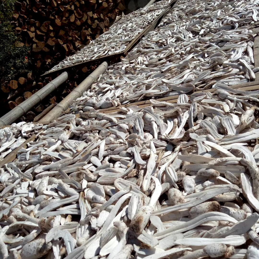 Manufacturer Dry Goods Wholesale Large Slices of Chicken Leg Mushrooms 500g Agricultural Products Dried Chicken Leg Mushrooms Thick Flesh, Clean and Sand-Free