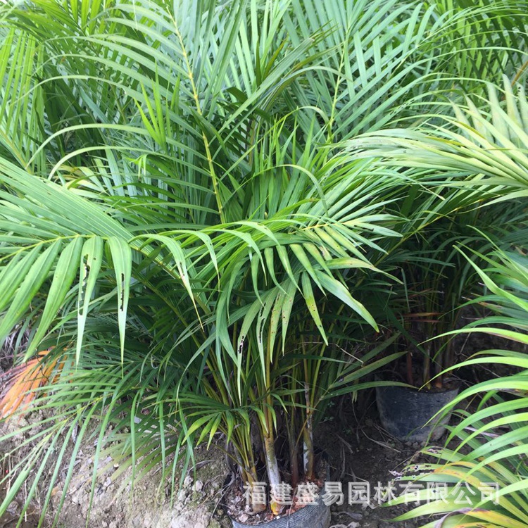Fujian Sanwei Kwai Wholesale Sanwei Kwai Quote Sanwei Kwai Price Palm Sanwei Kwai Planting Base