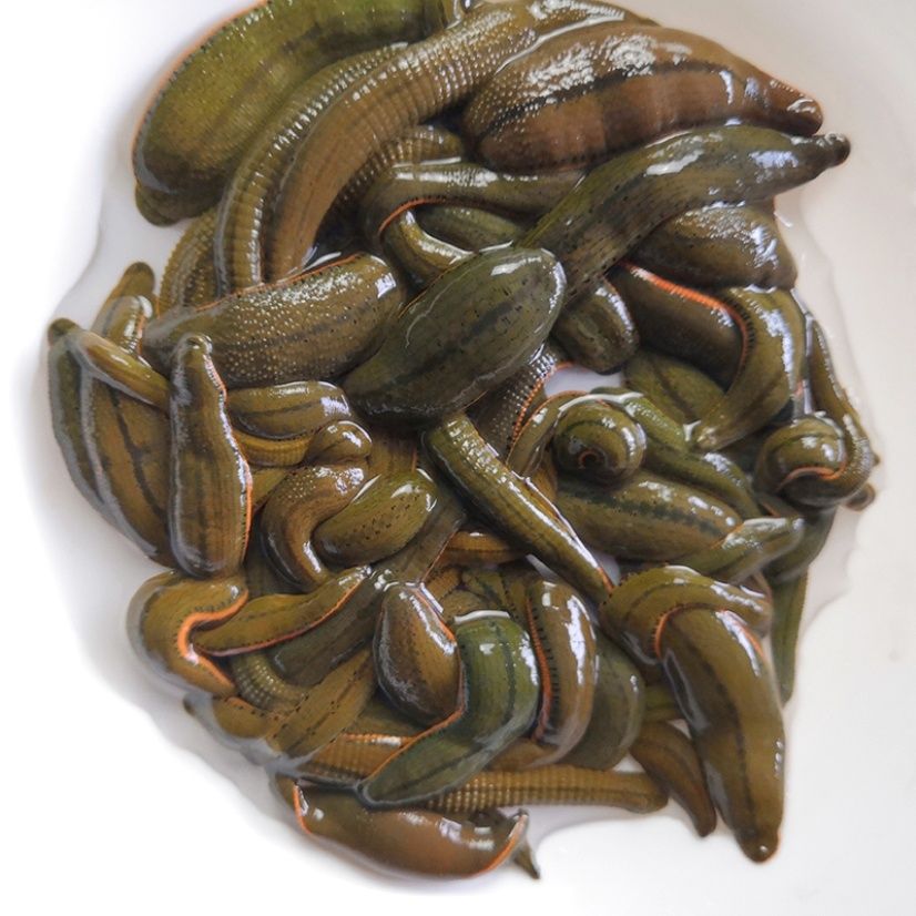 Philippine Bull Leech Live Clear Water Cultured Phnom Penh Leech Fresh Leech 500g One Piece Leech Seedling