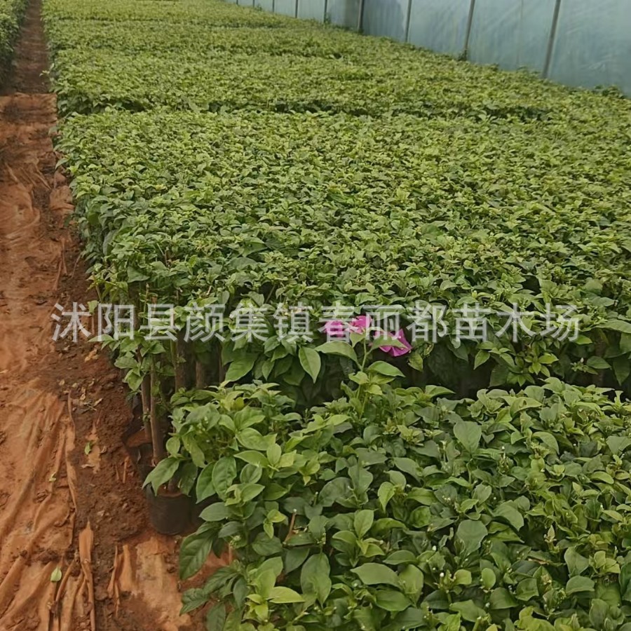 Wholesale Engineering Seedlings, Economical Reforestation, Double-Flowered Bougainvillea Potted Seedlings with Flowers, Bougainvillea Seedlings Blooming in All Seasons