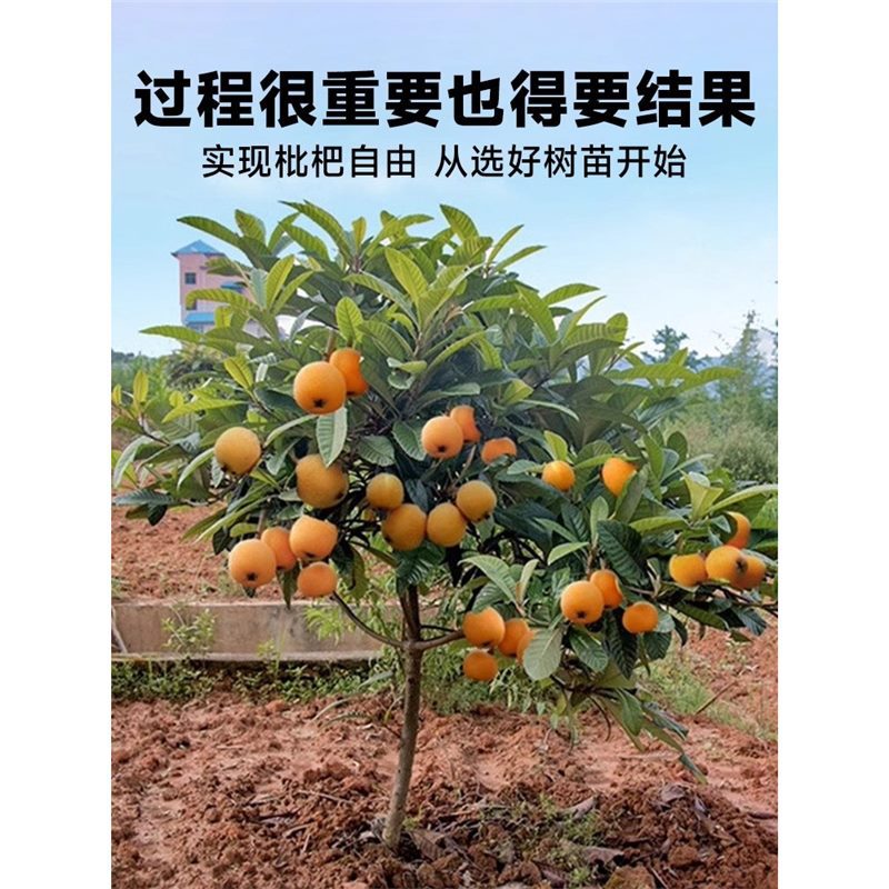 Саженцы хурмы, крупноплодные бессемянные саженцы хурмы, для северных и южных дач, морозостойкие четырехсезонные саженцы, комнатные растения