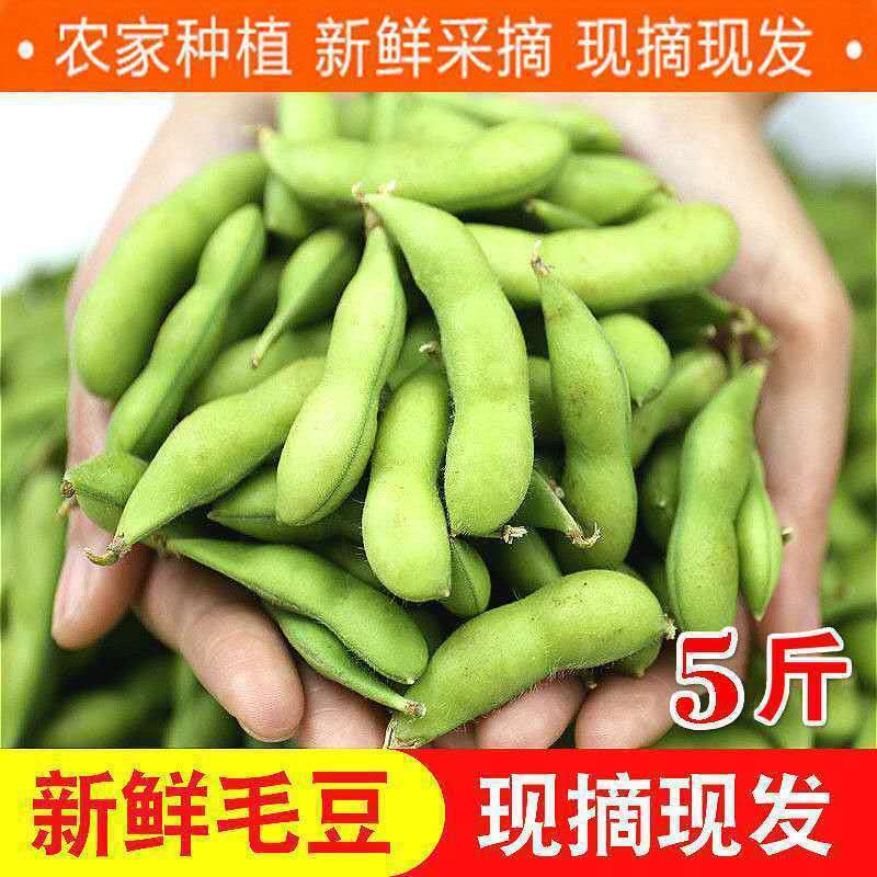 [Directly Shipped from the Place of Origin] Fresh Edamame in Shells, Raw Green Beans, Seasonal Vegetables, Raw Beans, Pods, Edamame, Fresh Soybeans