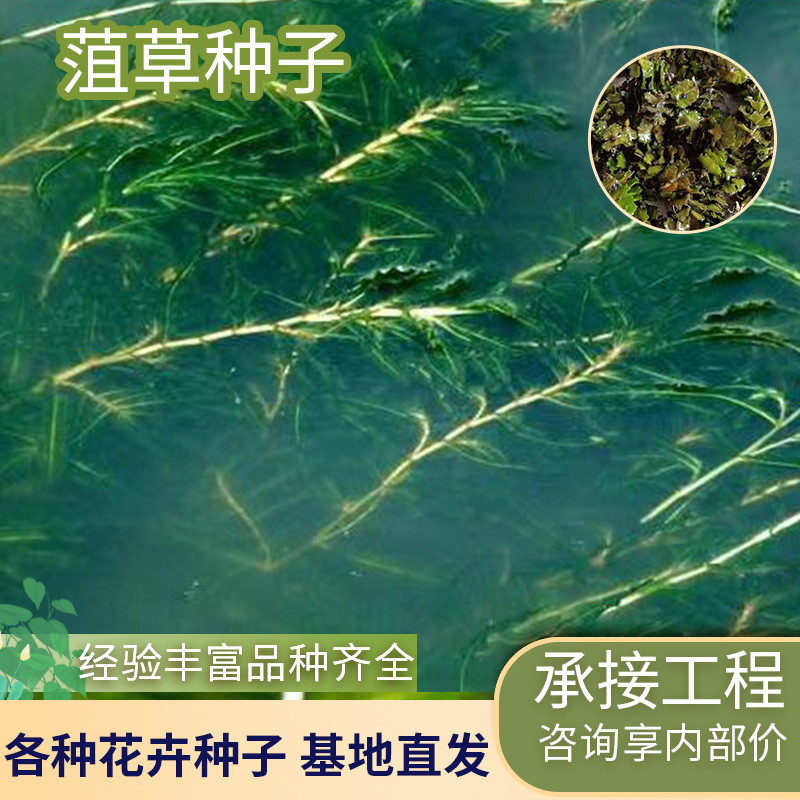 Семена водных растений, водная трава, водные растения для посадки, каменные побеги, очистка воды, озеленение рек, водные растения, семена водных растений