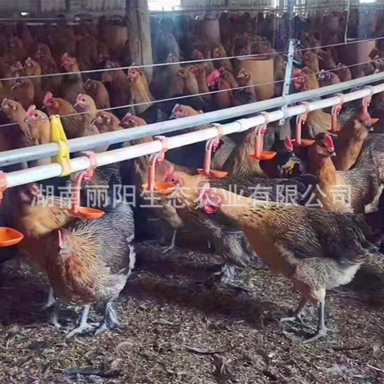 Hei Yao Chicken Mother Seedling Hatchery Supplies Hatched Small-Footed Chicken Seedlings, Dewarmed Chickens, and Jute Chickens, Black Chickens, and Three Yellow Chickens