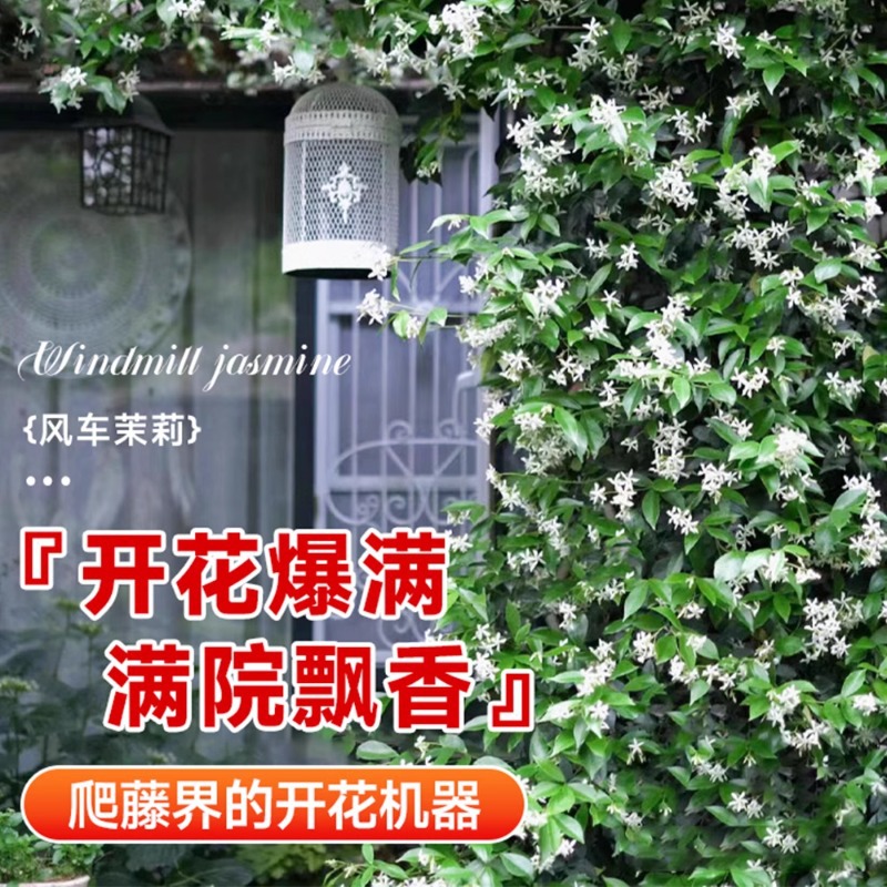 Windmill Jasmine Potted Big Seedling Good for Feeding Cold-resistant Four Seasons Flowering Garden Vine Weeping Silk Climbing Vine Plants Flowers Green Plants
