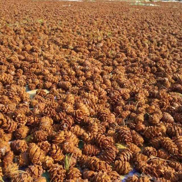 Daxinganling wild original flavor pine shell raw horsetail pine Tower Yansong Tower raw pine seeds small tower dried nuts mouse food snacks